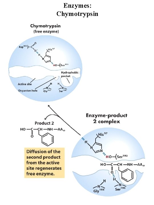 Enzymes: Chymotrypsin 