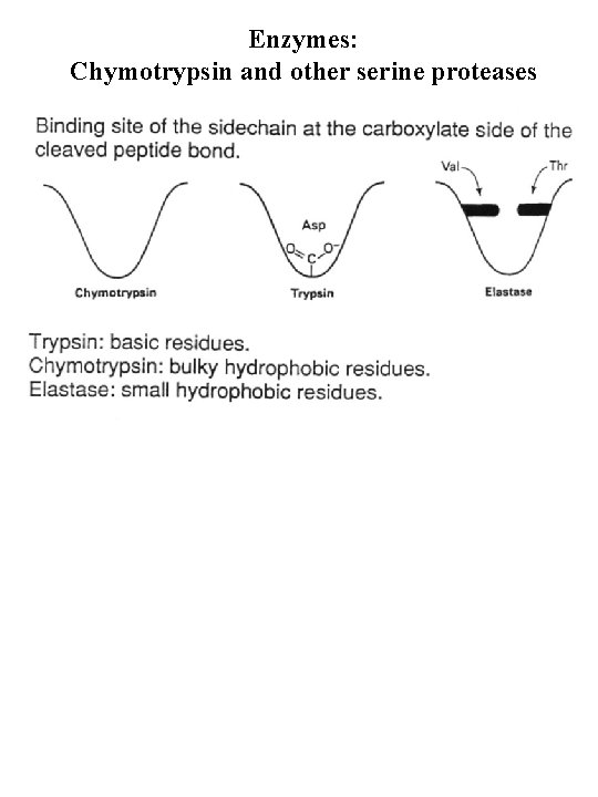 Enzymes: Chymotrypsin and other serine proteases 