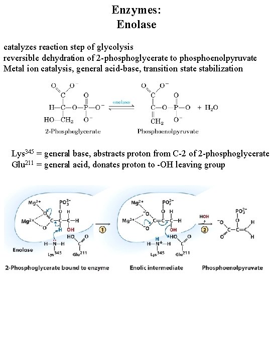 Enzymes: Enolase catalyzes reaction step of glycolysis reversible dehydration of 2 -phosphoglycerate to phosphoenolpyruvate