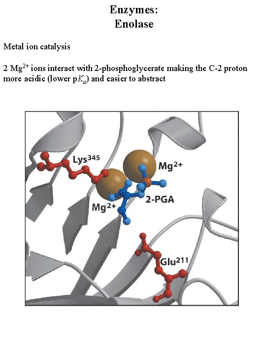 Enzymes: Enolase Metal ion catalysis 2 Mg 2+ ions interact with 2 -phosphoglycerate making