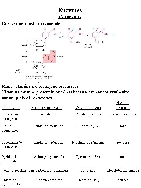 Enzymes Coenzymes must be regenerated Many vitamins are coenzyme precursors Vitamins must be present