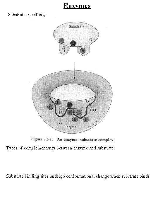 Enzymes Substrate specificity Types of complementarity between enzyme and substrate: Substrate binding sites undergo