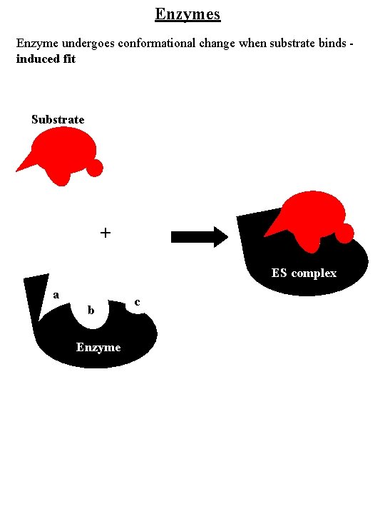 Enzymes Enzyme undergoes conformational change when substrate binds induced fit Substrate a c b