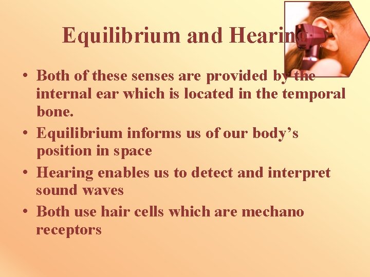 Equilibrium and Hearing • Both of these senses are provided by the internal ear
