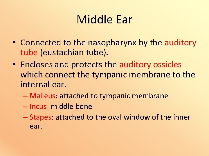 Middle Ear • Connected to the nasopharynx by the auditory tube (eustachian tube). •
