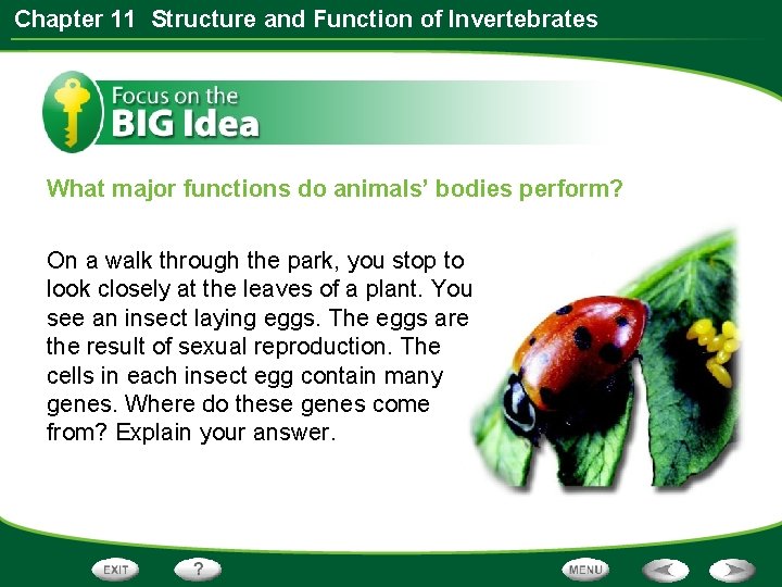 Chapter 11 Structure and Function of Invertebrates What major functions do animals’ bodies perform?