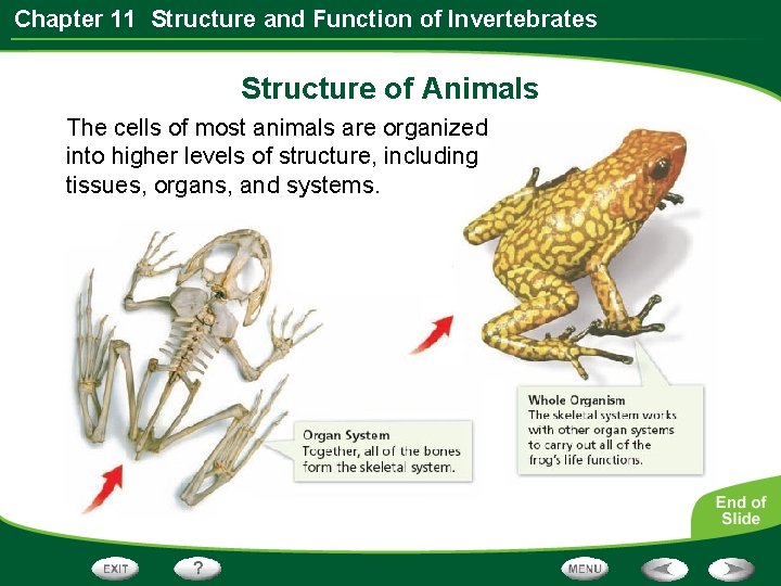 Chapter 11 Structure and Function of Invertebrates Structure of Animals The cells of most