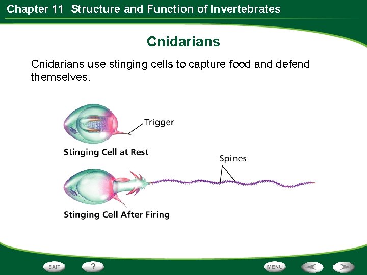Chapter 11 Structure and Function of Invertebrates Cnidarians use stinging cells to capture food