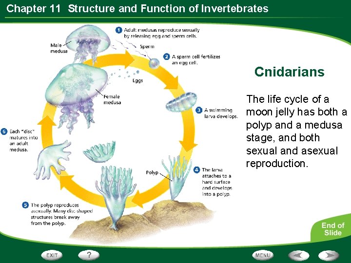 Chapter 11 Structure and Function of Invertebrates Cnidarians The life cycle of a moon