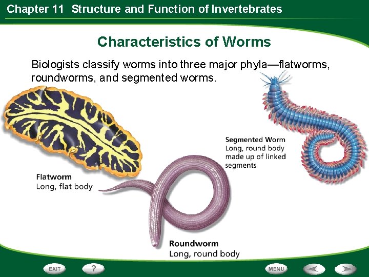 Chapter 11 Structure and Function of Invertebrates Characteristics of Worms Biologists classify worms into