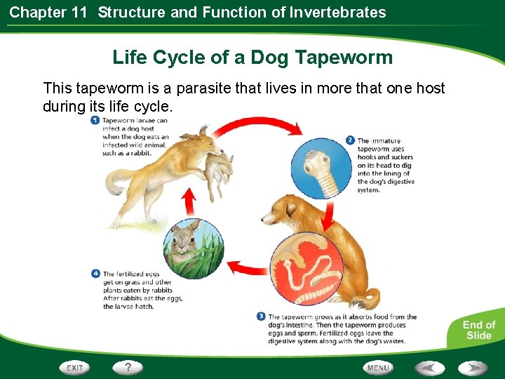 Chapter 11 Structure and Function of Invertebrates Life Cycle of a Dog Tapeworm This