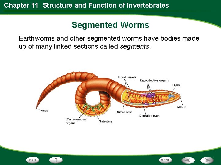 Chapter 11 Structure and Function of Invertebrates Segmented Worms Earthworms and other segmented worms