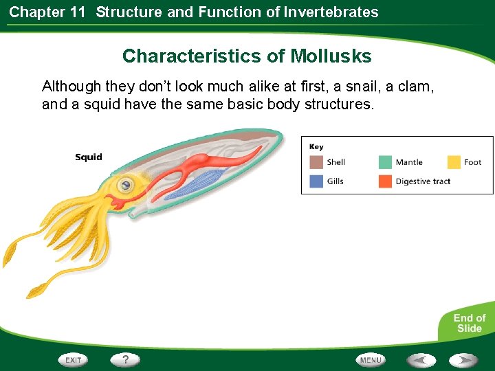 Chapter 11 Structure and Function of Invertebrates Characteristics of Mollusks Although they don’t look