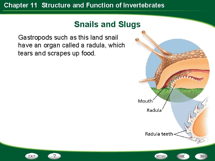 Chapter 11 Structure and Function of Invertebrates Snails and Slugs Gastropods such as this