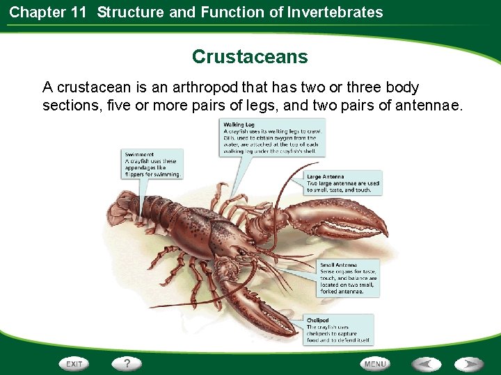 Chapter 11 Structure and Function of Invertebrates Crustaceans A crustacean is an arthropod that