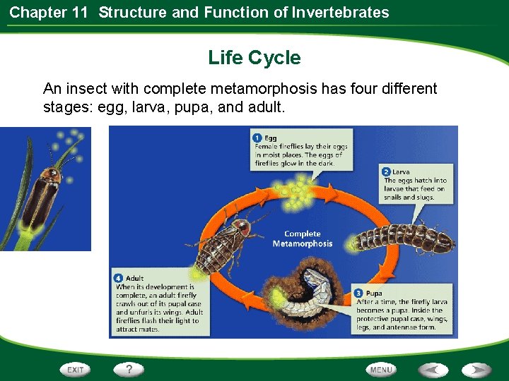 Chapter 11 Structure and Function of Invertebrates Life Cycle An insect with complete metamorphosis