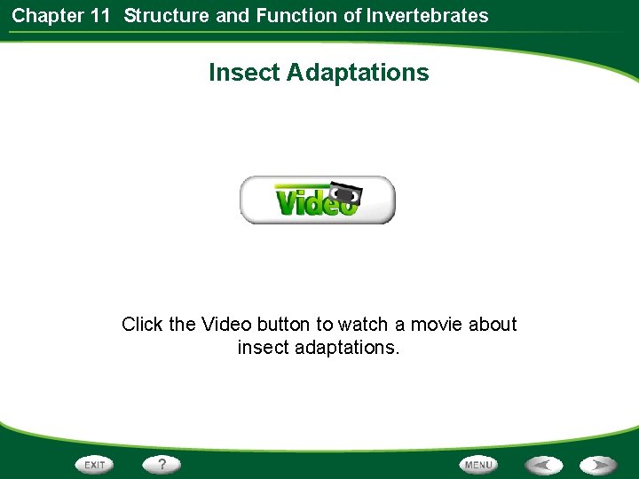 Chapter 11 Structure and Function of Invertebrates Insect Adaptations Click the Video button to