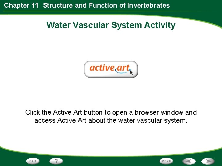 Chapter 11 Structure and Function of Invertebrates Water Vascular System Activity Click the Active