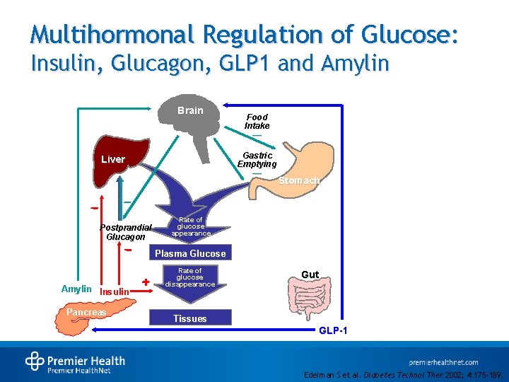 Multihormonal Regulation of Glucose: Insulin, Glucagon, GLP 1 and Amylin Brain Food Intake —