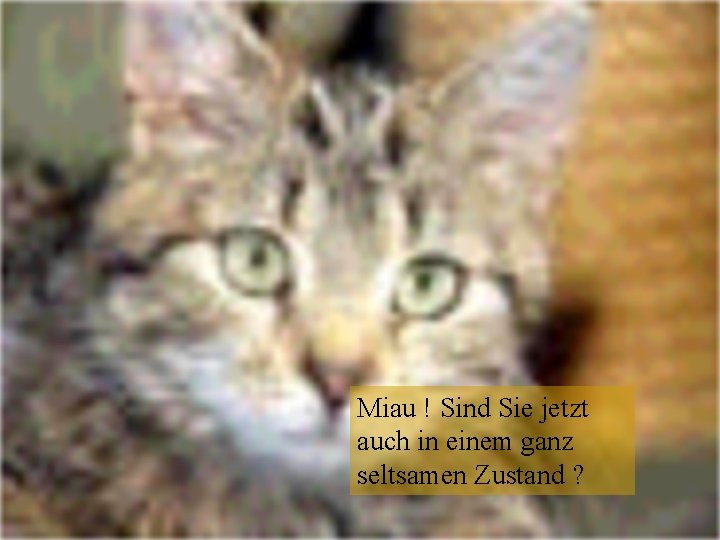 Miau ! Sind Sie jetzt auch in einem ganz seltsamen Zustand ? 