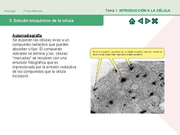 Biología 2º Bachillerato 3. Estudio bioquímico de la célula Autorradiografía Se exponen las células