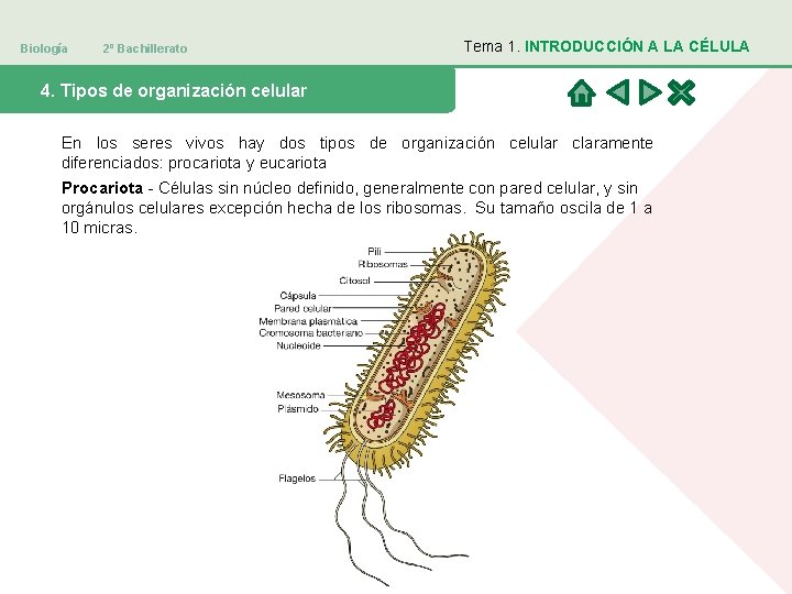 Biología 2º Bachillerato Tema 1. INTRODUCCIÓN A LA CÉLULA 4. Tipos de organización celular