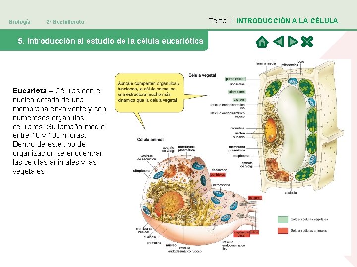 Biología 2º Bachillerato 5. Introducción al estudio de la célula eucariótica Eucariota – Células
