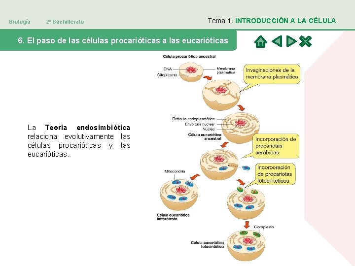 Biología 2º Bachillerato Tema 1. INTRODUCCIÓN A LA CÉLULA 6. El paso de las