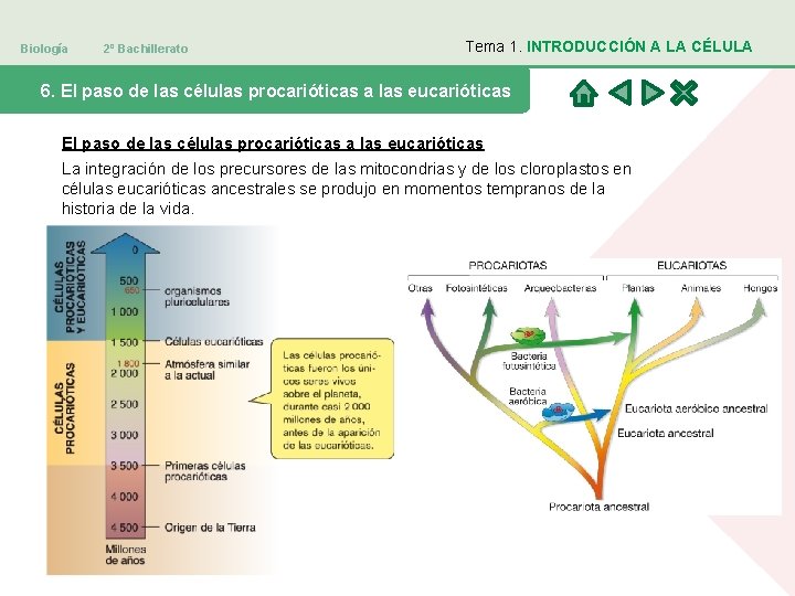 Biología 2º Bachillerato Tema 1. INTRODUCCIÓN A LA CÉLULA 6. El paso de las