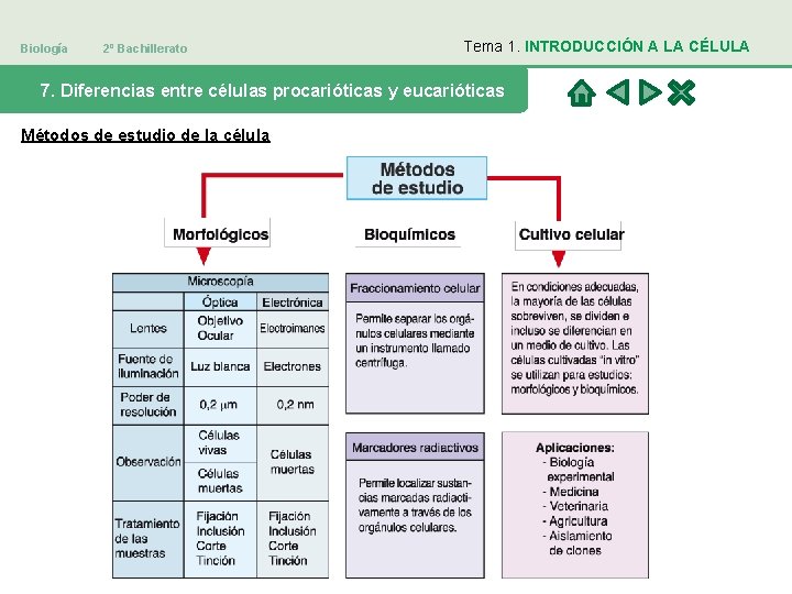 Biología 2º Bachillerato Tema 1. INTRODUCCIÓN A LA CÉLULA 7. Diferencias entre células procarióticas