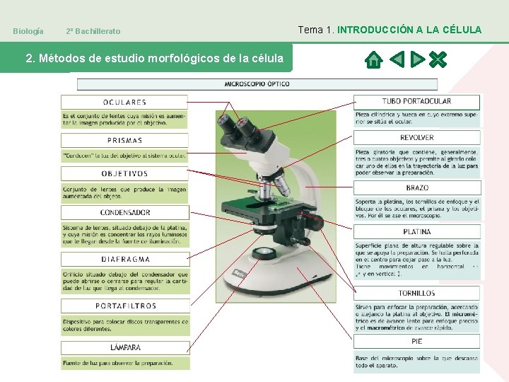 Biología 2º Bachillerato 2. Métodos de estudio morfológicos de la célula Tema 1. INTRODUCCIÓN