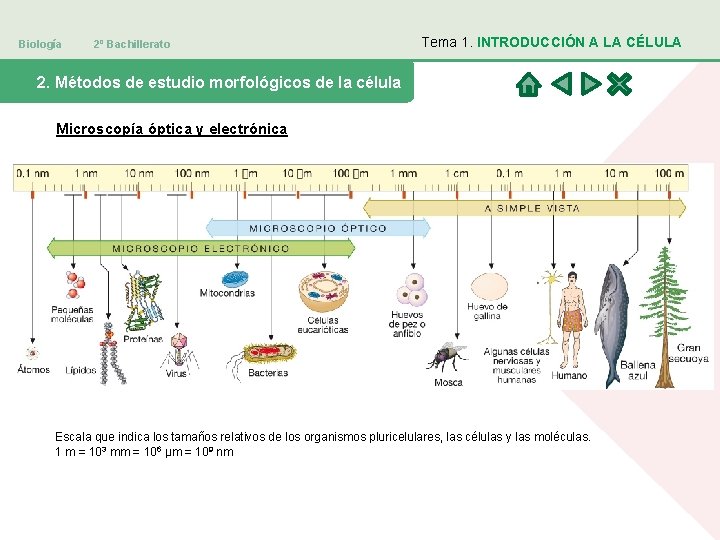 Biología 2º Bachillerato Tema 1. INTRODUCCIÓN A LA CÉLULA 2. Métodos de estudio morfológicos