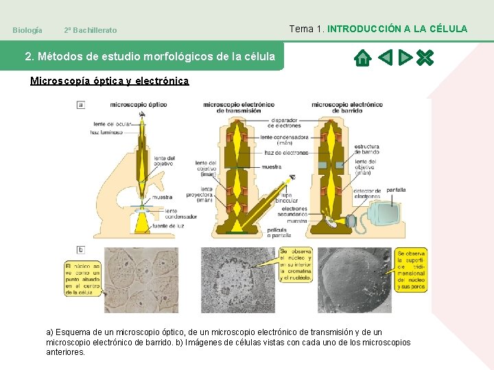 Biología 2º Bachillerato Tema 1. INTRODUCCIÓN A LA CÉLULA 2. Métodos de estudio morfológicos