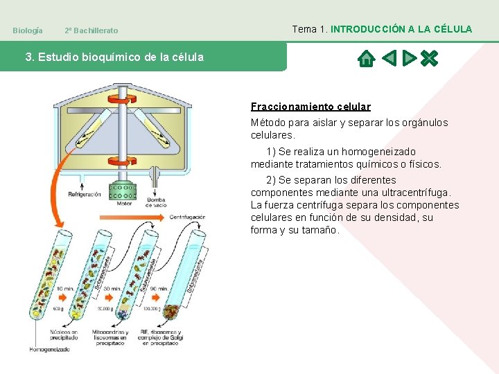 Biología 2º Bachillerato Tema 1. INTRODUCCIÓN A LA CÉLULA 3. Estudio bioquímico de la