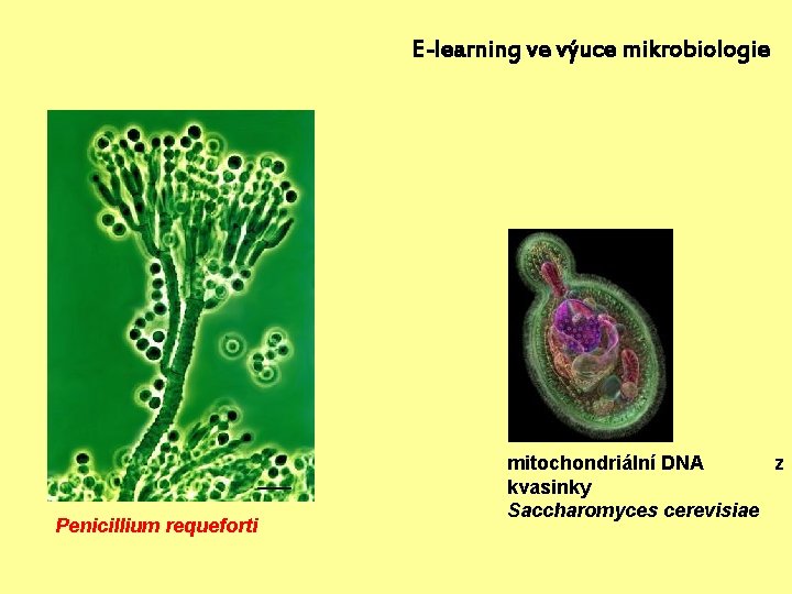 E-learning ve výuce mikrobiologie Penicillium requeforti mitochondriální DNA z kvasinky Saccharomyces cerevisiae 