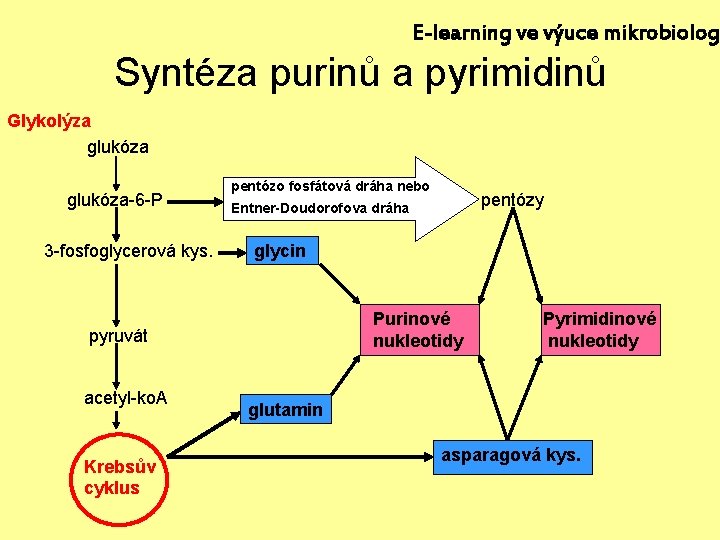 E-learning ve výuce mikrobiolog Syntéza purinů a pyrimidinů Glykolýza glukóza-6 -P 3 -fosfoglycerová kys.