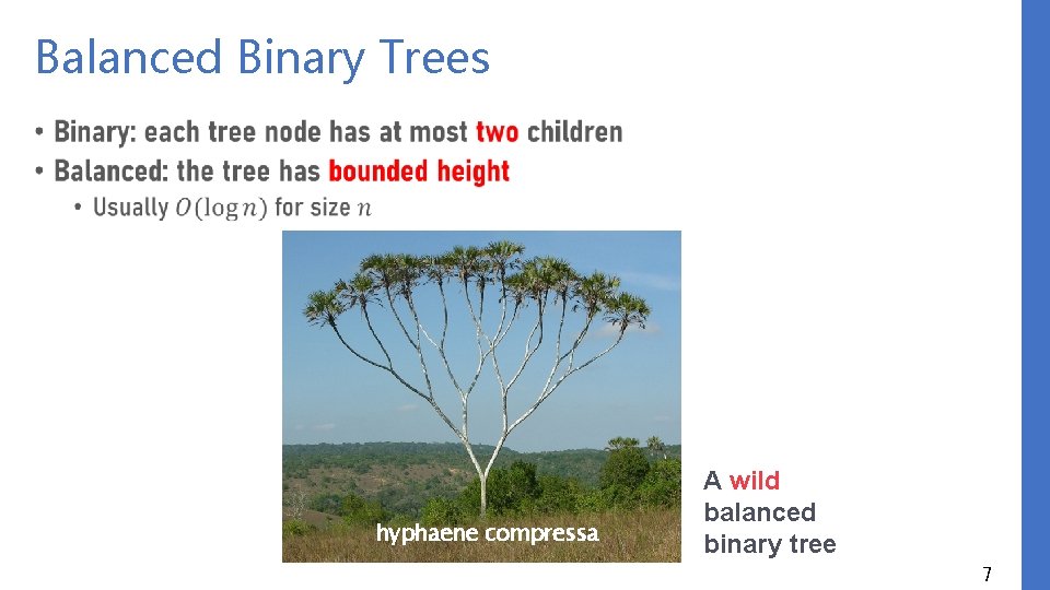 Balanced Binary Trees • hyphaene compressa A wild balanced binary tree 7 