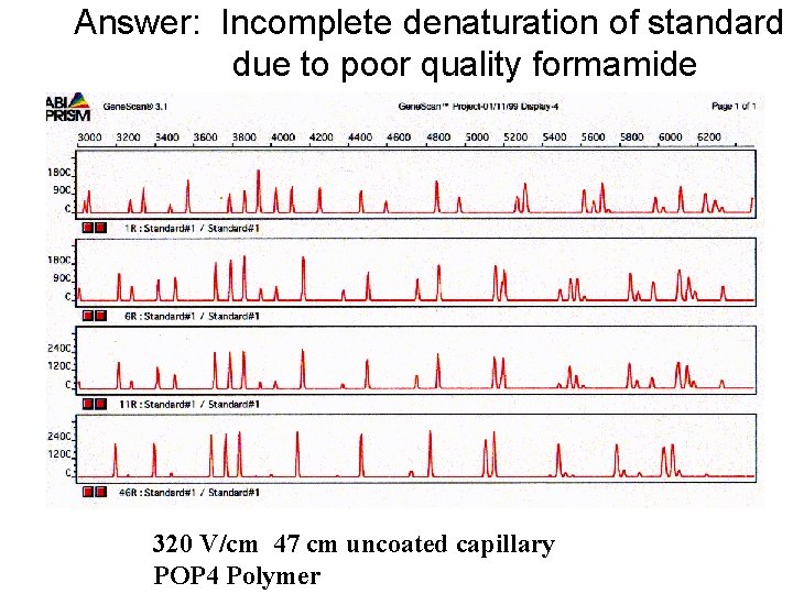 Answer: Incomplete denaturation of standard due to poor quality formamide 320 V/cm 47 cm