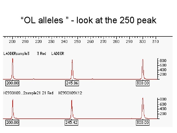 “OL alleles ” - look at the 250 peak 