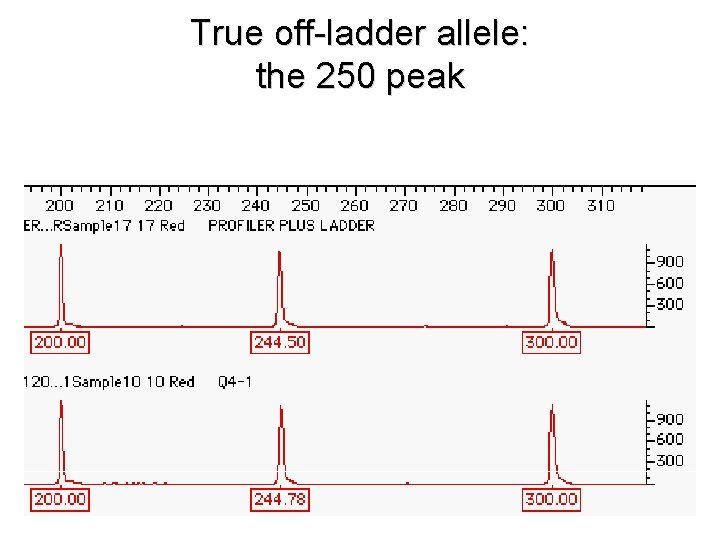 True off-ladder allele: the 250 peak 