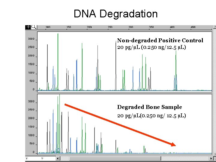 DNA Degradation Non-degraded Positive Control 20 pg/µL (0. 250 ng/12. 5 µL) Degraded Bone