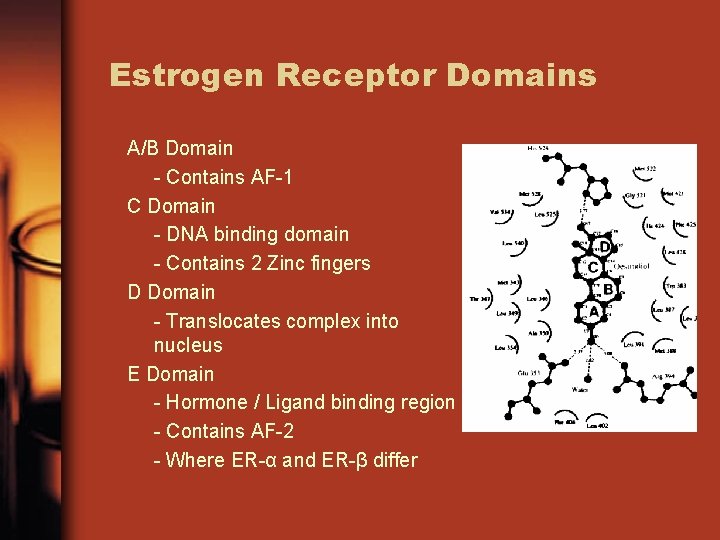 Estrogen Receptor Domains A/B Domain - Contains AF-1 C Domain - DNA binding domain