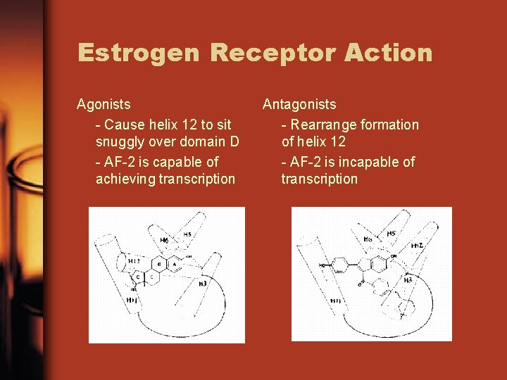 Estrogen Receptor Action Agonists - Cause helix 12 to sit snuggly over domain D