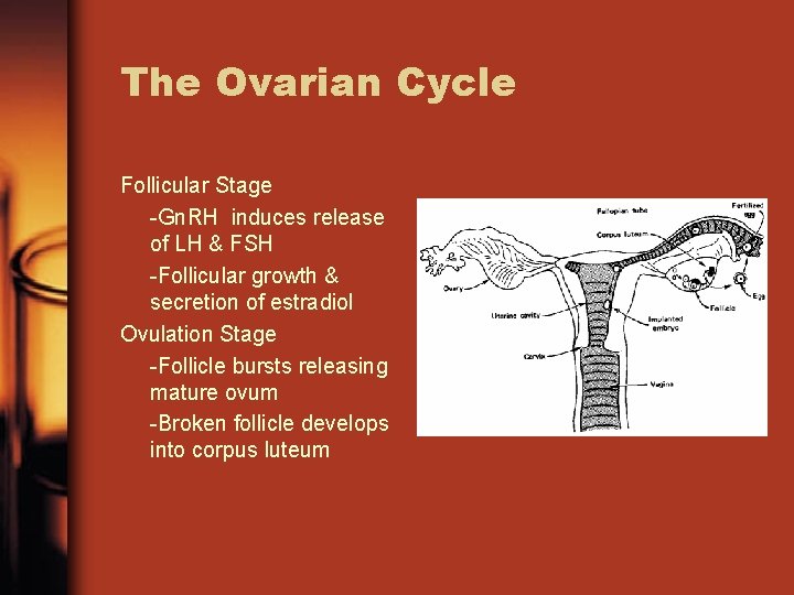 The Ovarian Cycle Follicular Stage -Gn. RH induces release of LH & FSH -Follicular