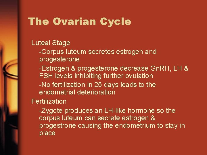 The Ovarian Cycle Luteal Stage -Corpus luteum secretes estrogen and progesterone -Estrogen & progesterone