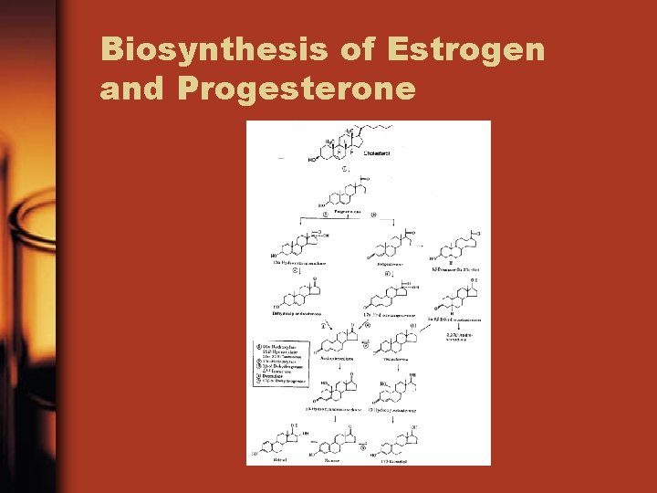 Biosynthesis of Estrogen and Progesterone 