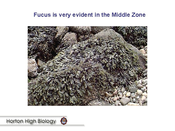 Fucus is very evident in the Middle Zone 