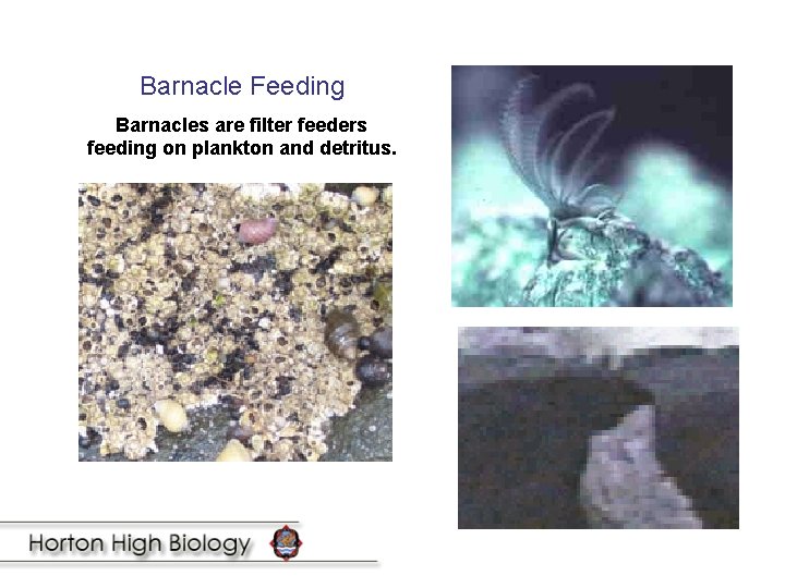 Barnacle Feeding Barnacles are filter feeders feeding on plankton and detritus. 