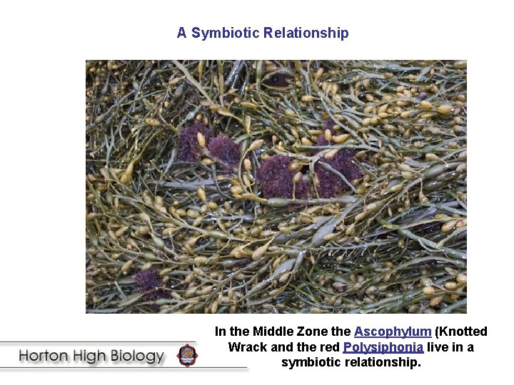 A Symbiotic Relationship In the Middle Zone the Ascophylum (Knotted Wrack and the red