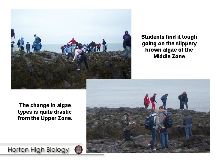 Students find it tough going on the slippery brown algae of the Middle Zone